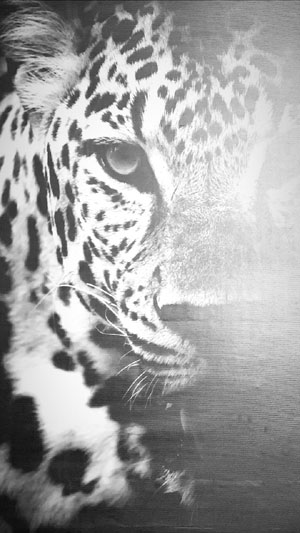 Jim Corbett National Park